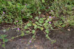 Dovefoot geranium